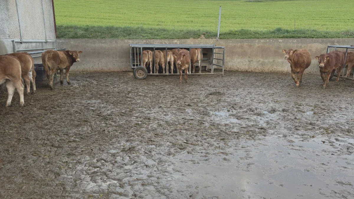 Ergänzungsfütterung von Fleischkälbern auf der Weide – wann bringt Kraftfutter den größten Nutzen?