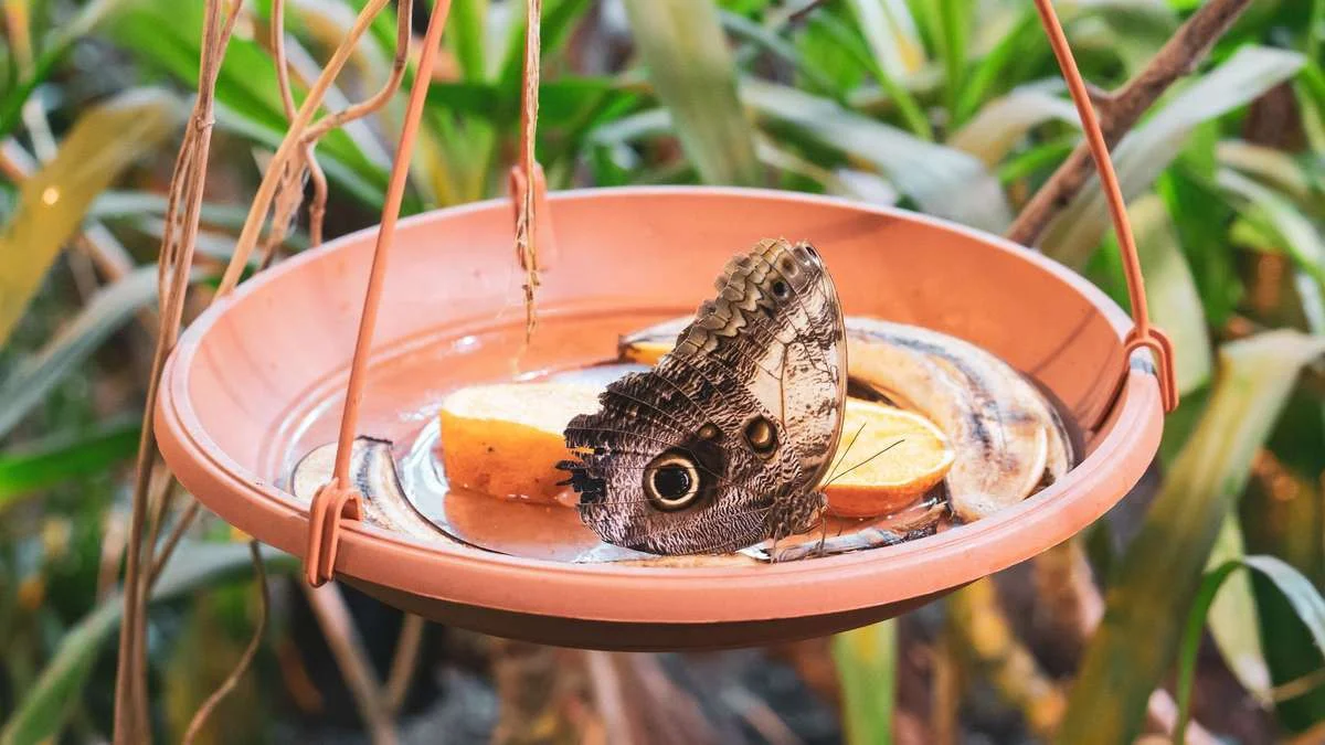 Bienen und Schmetterlinge verdursten im Sommer – mit einer selbstgebauten Tränke retten Sie kleine Leben
