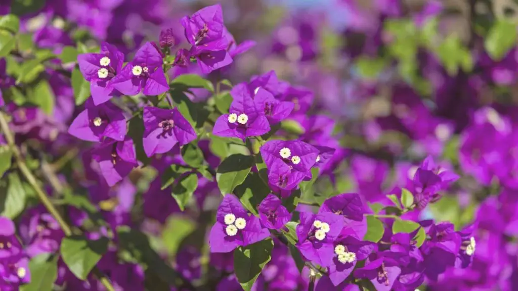 Wenn die Bougainvillea streikt: So regen Sie Wachstum und Blüte an