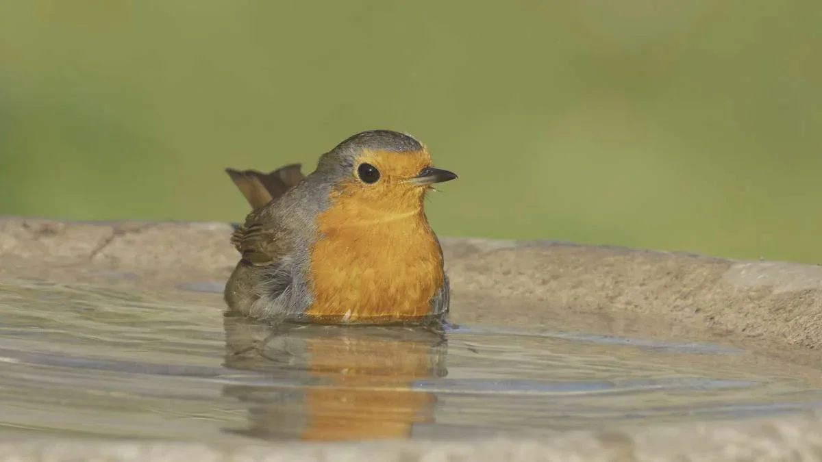 Durstige Vögel im Sommer: So wird die Vogeltränke zur sicheren Oase