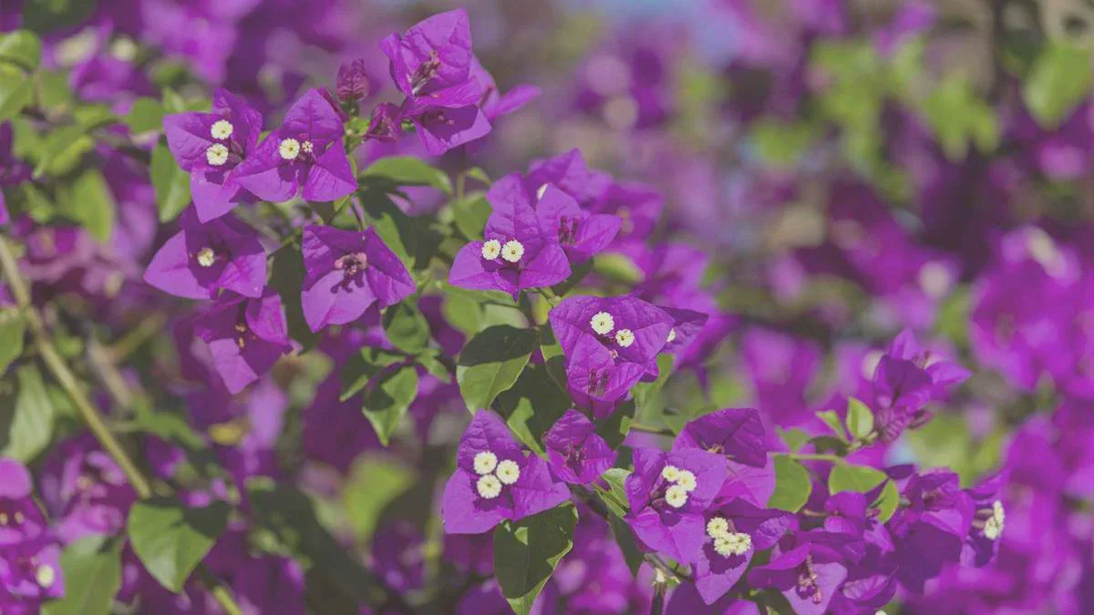 Wenn die Bougainvillea das Wachstum verweigert: So bringt man sie wirklich zum Blühen