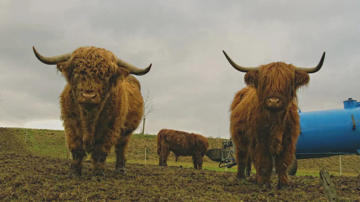 Eine Rinderherde flieht vom Bauernhof und stürzt in einen Abgrund – 11 Highland-Cattle-Kühe sterben