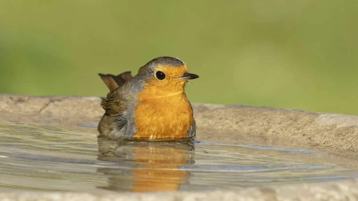 Durstige Vögel im Sommer helfen: So wird Ihre Vogeltränke zur sicheren Oase