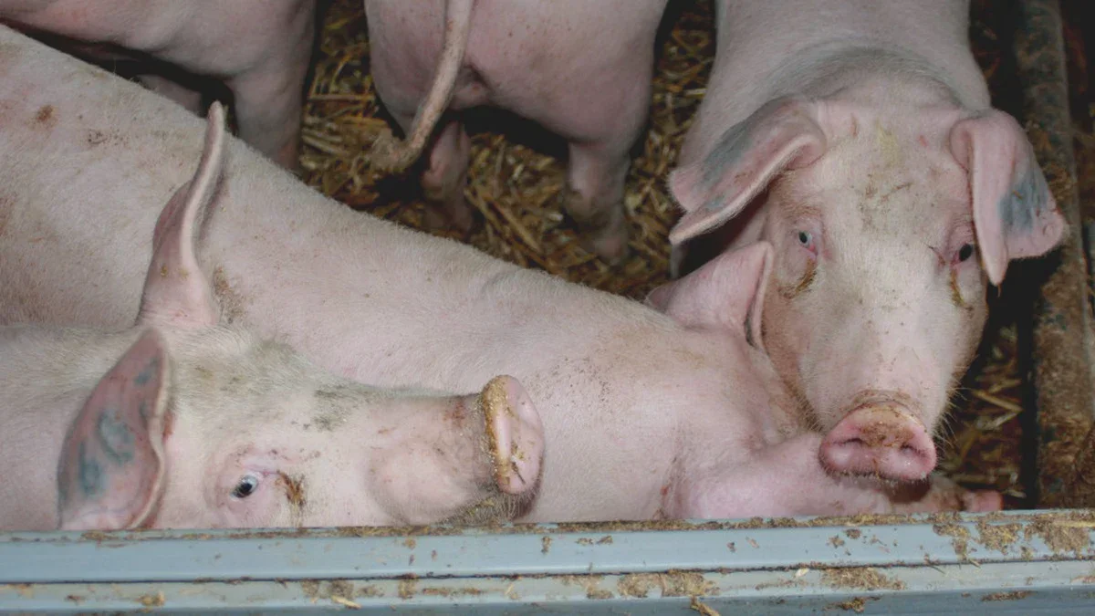 Schweineställe für 7.500 Sauen, Futtermühle und Getreideheber: das ukrainische Unternehmen hat einen Entwicklungsplan